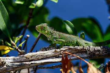 Image showing green iguana, big pine key