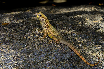 Image showing curlytail lizard, palm beach