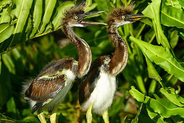 Image showing tricolored heron, wacodahatchee wetlands