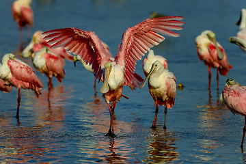 Image showing roseate spoonbill, sanibel