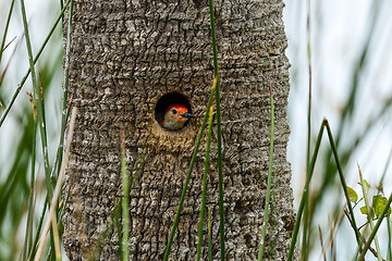 Image showing red-bellied woodpecker, viera wetlands