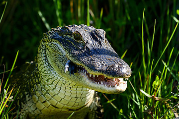 Image showing american alligator, viera wetlands