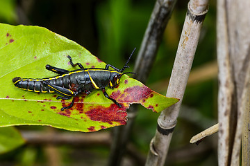 Image showing eastern lubber grasshopper, everglades