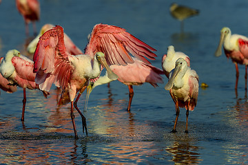 Image showing roseate spoonbill, sanibel