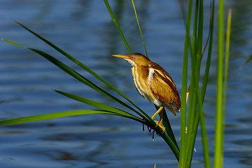 Image showing least bittern, viera wetlands