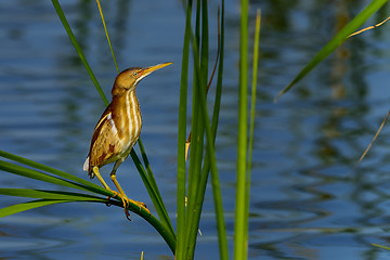 Image showing least bittern, viera wetlands