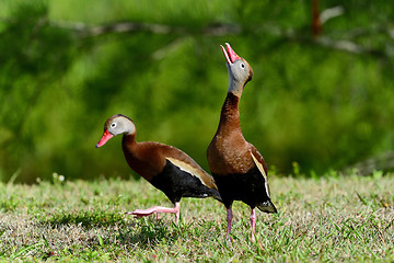 Image showing black-bellied whistling-duck, wacodahatchee wetlands