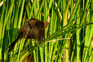 Image showing boat-tailed grackle,  viera wetlands