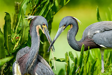 Image showing tricolored heron, wacodahatchee wetlands