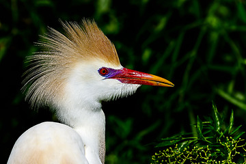 Image showing cattle egret