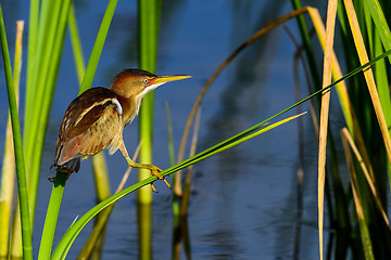 Image showing least bittern, viera wetlands