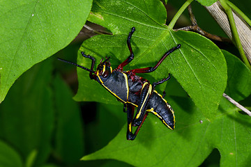 Image showing eastern lubber grasshopper, everglades