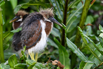 Image showing tricolored heron, wacodahatchee wetlands