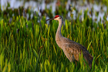 Image showing sandhill crane, viera wetlands