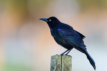 Image showing common grackle, viera wetlands