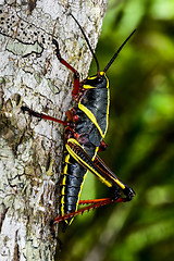 Image showing eastern lubber grasshopper, everglades