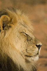 Image showing Majestic Lion