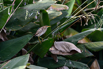 Image showing least bittern