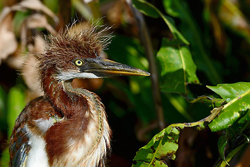 Image showing tricolored heron, wacodahatchee wetlands