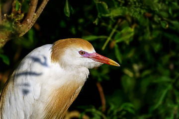 Image showing cattle egret