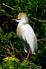 Image showing cattle egret