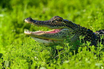 Image showing american alligator, viera wetlands