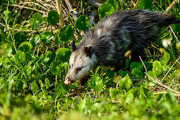 Image showing virginia opossum, viera wetlands