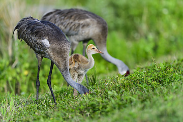 Image showing sandhill crane, viera wetlands