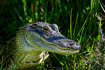 Image showing american alligator, viera wetlands
