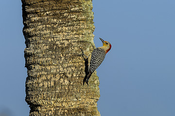 Image showing red-bellied woodpecker, viera wetlands