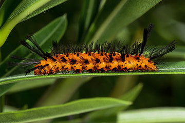 Image showing polka-dot wasp moth, big pine key