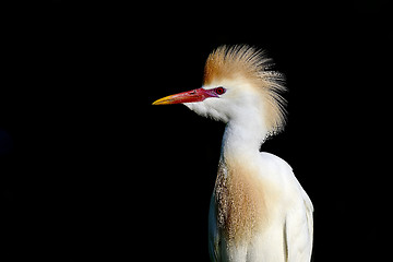 Image showing cattle egret