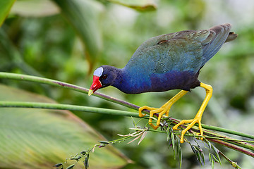 Image showing purple gallinule, wacodahatchee wetlands