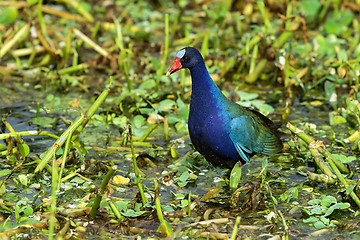 Image showing purple gallinule, wacodahatchee wetlands