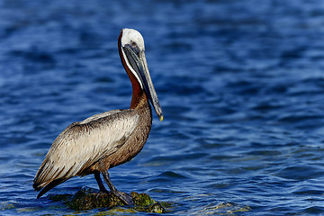 Image showing brown pelican, florida keys