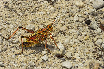 Image showing eastern lubber grasshopper, everglades