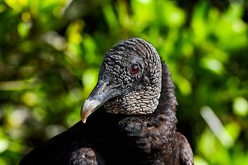 Image showing coragyps atratus, black vulture