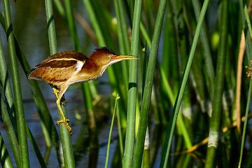 Image showing least bittern, viera wetlands