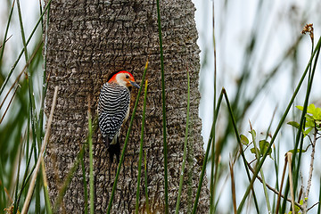 Image showing red-bellied woodpecker, viera wetlands