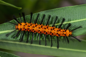 Image showing polka-dot wasp moth, big pine key