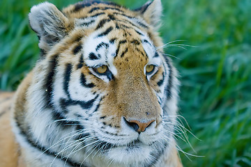 Image showing Tiger