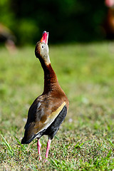 Image showing black-bellied whistling-duck, wacodahatchee wetlands