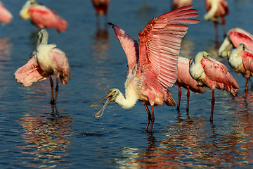 Image showing roseate spoonbill, sanibel