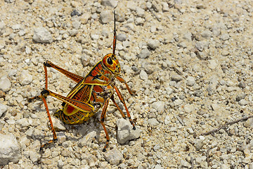 Image showing eastern lubber grasshopper, everglades