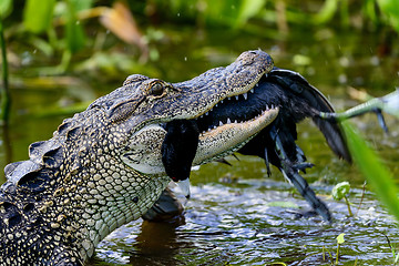 Image showing american alligator, viera wetlands