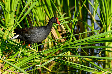 Image showing common moorhen, viera wetlands