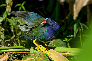 Image showing purple gallinule, wacodahatchee wetlands