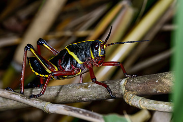 Image showing eastern lubber grasshopper, everglades