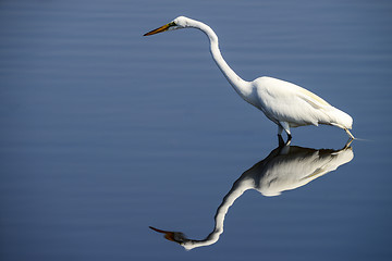 Image showing great egret, merritt-island