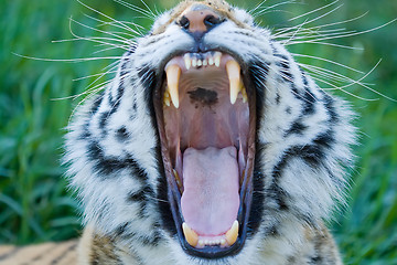 Image showing Siberian Tiger